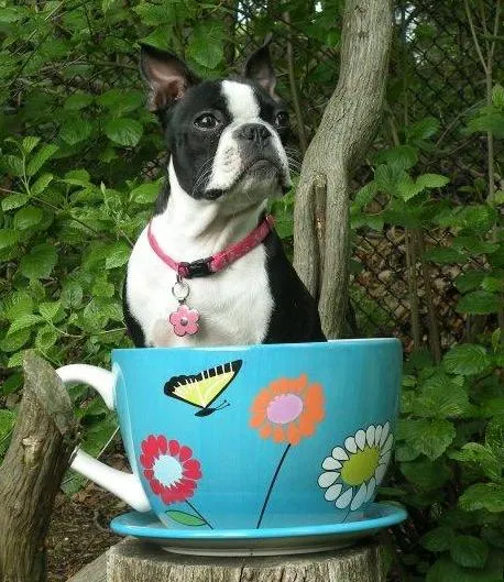 Fiona - Boston Terrier